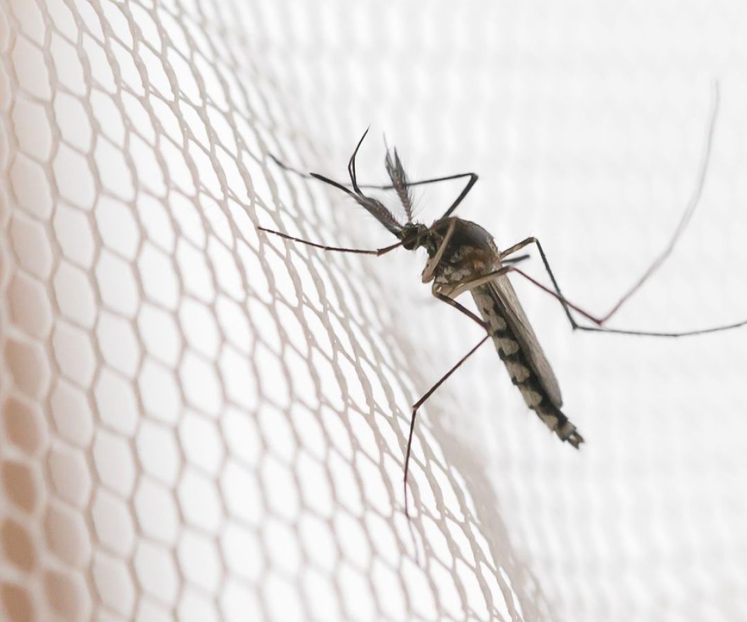 Cidades do noroeste de SP têm maior incidência de casos de dengue