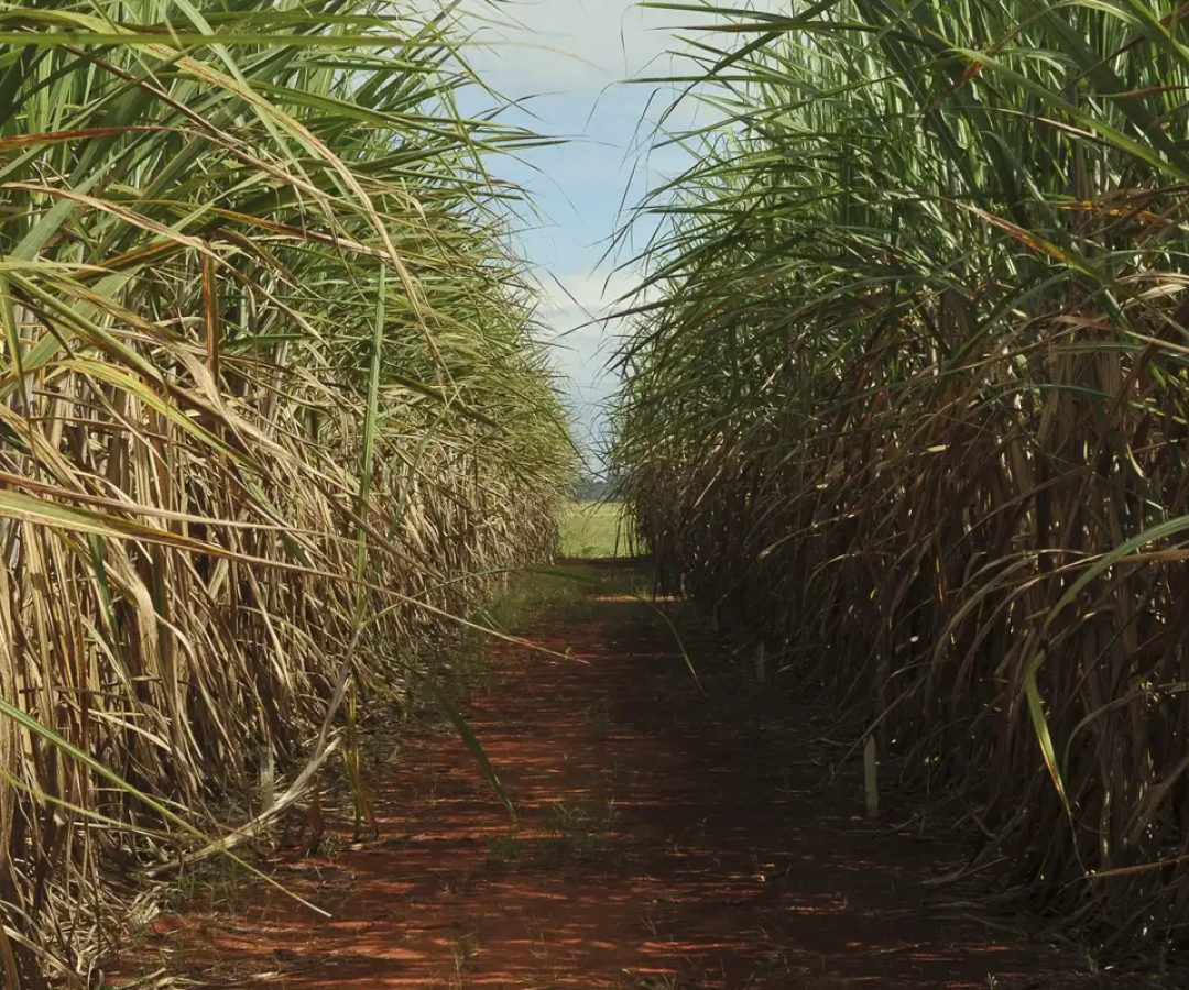 Safra de cana-de-açúcar deve crescer 4,7% em relação ao ano de 2025