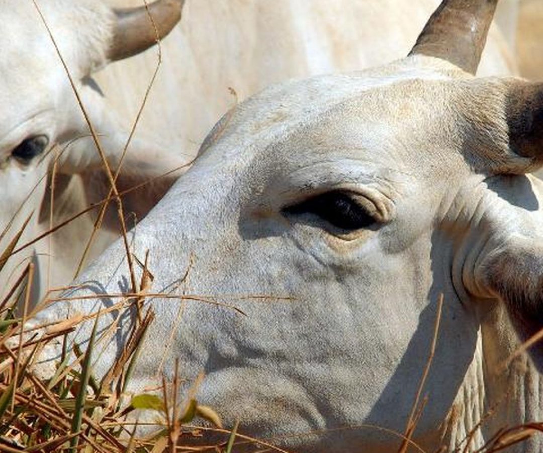 Carne brasileira passa a pagar tarifa de 67% para entrar na China
