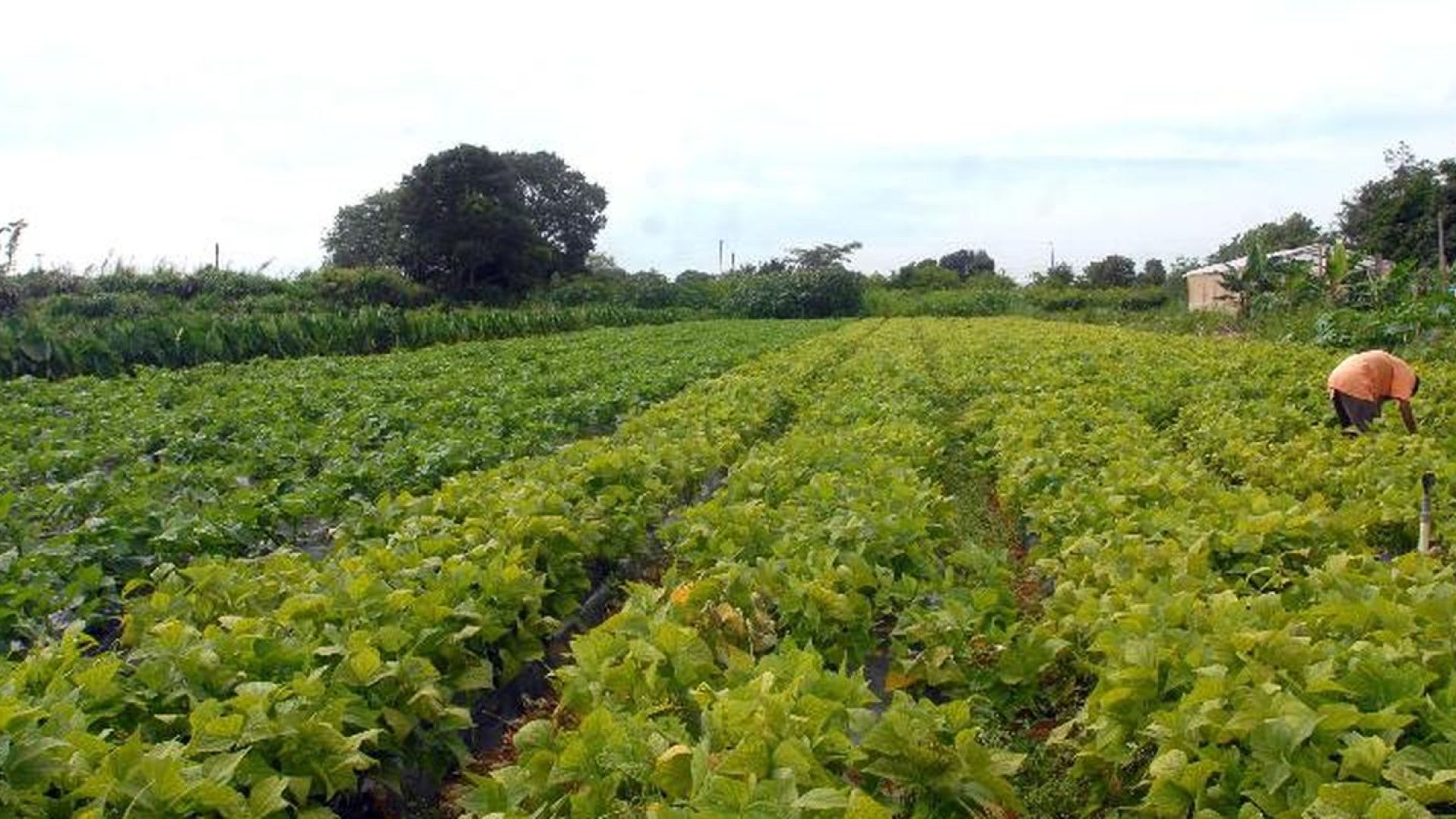 Segurança alimentar e povos indígenas têm R$ 64,3 milhões em crédito