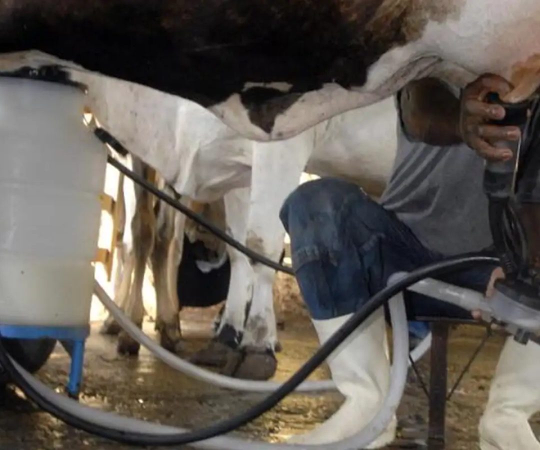 Produção de leite bate recorde mesmo com redução de vacas ordenhadas